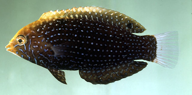 Macropharyngodon cyanoguttatus Randall, 1978